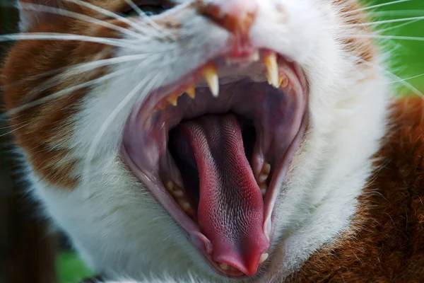 ショウガのヨーロッパの猫の肖像画 — ストック写真