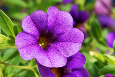 Calibrachoa carnaval, petunya çiçeği