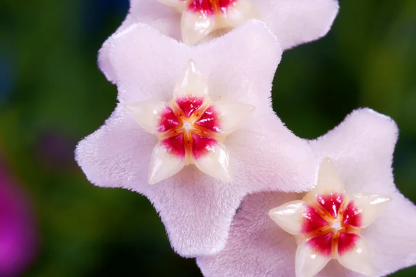 小さくて白い hoya の花 — ストック写真