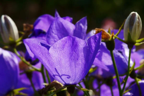 Campanula alpina - flores na primavera — Fotografia de Stock