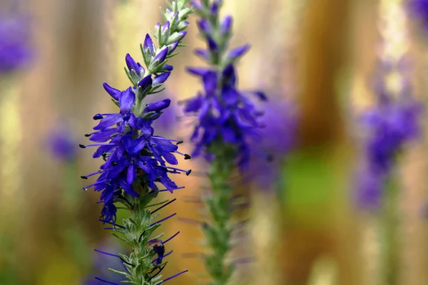 Μικρό, μπλε λουλούδια την άνοιξη — Φωτογραφία Αρχείου