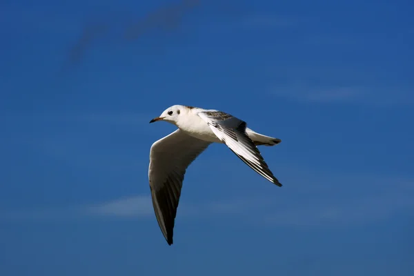 Seagull in de vlieg — Stockfoto