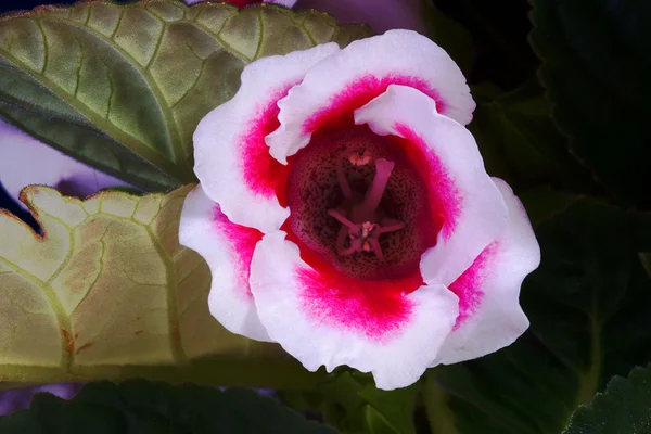 Червоні цвітіння рослин Sinningia — стокове фото