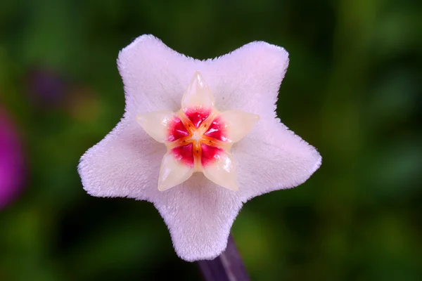 Malé a bílé hoya květ — Stock fotografie