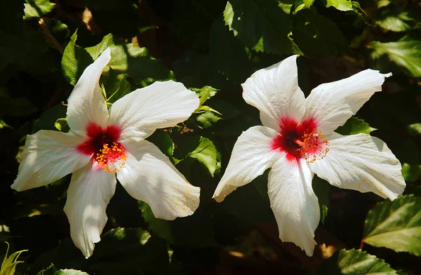 Beyaz Hibiscus Zakynthos adada — Stok fotoğraf