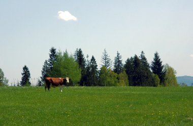 inek Pieniny dağlarda, Polonya