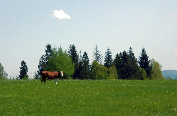 Koe in pieniny bergen, Polen — Stockfoto