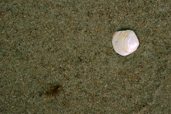 貝殻とビーチの砂 — ストック写真