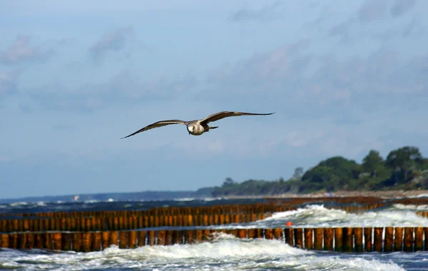 Seagulls in the fly — Stock Photo, Image