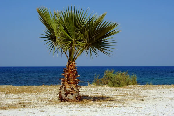 Palmboom op strand, zakynthos eiland — Stockfoto