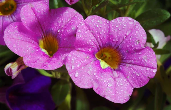 Calibrachoa のカーニバルは、水とペチュニアの花を低下します。 — ストック写真