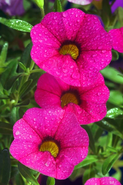 Calibrachoa carnaval, flor de Petunia con gotas de agua — Foto de Stock