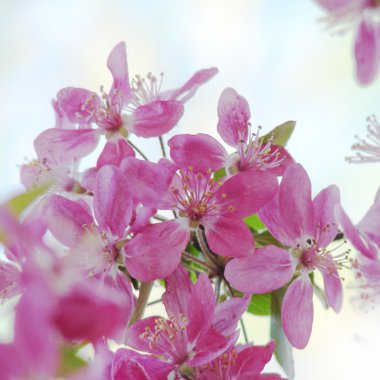 güzel pembe bahar çiçekleri