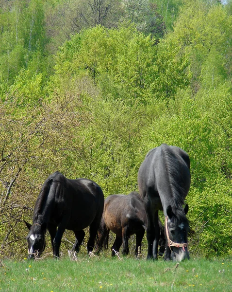Cavalos a olhar — Fotografia de Stock