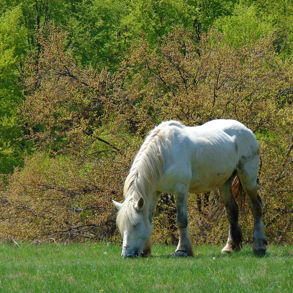 Cavalo a olhar — Fotografia de Stock