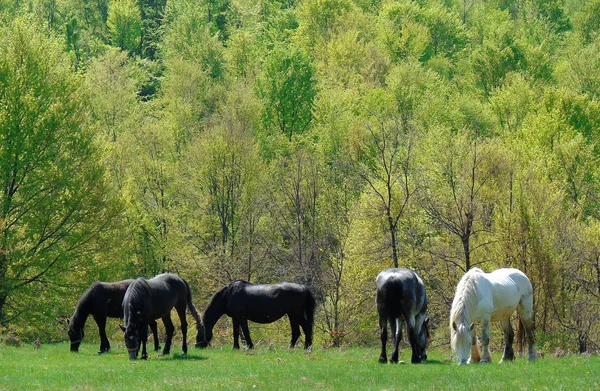 Staren paarden — Stockfoto