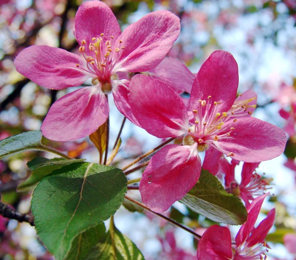 Beautiful pink spring flowers — Stock Photo, Image