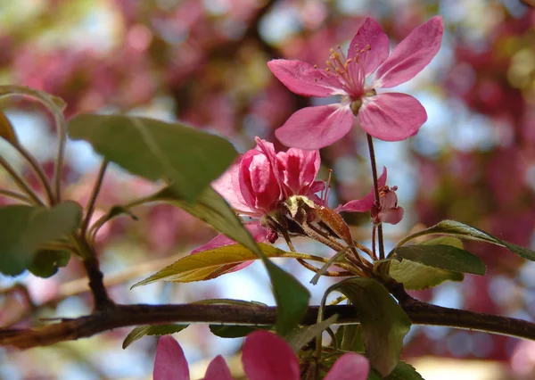 Beautiful pink spring flowers — Stock Photo, Image