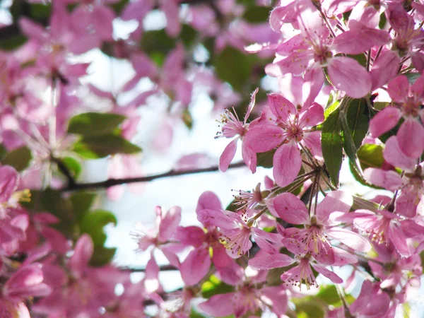 Piękny różowy wiosna kwiaty — Zdjęcie stockowe