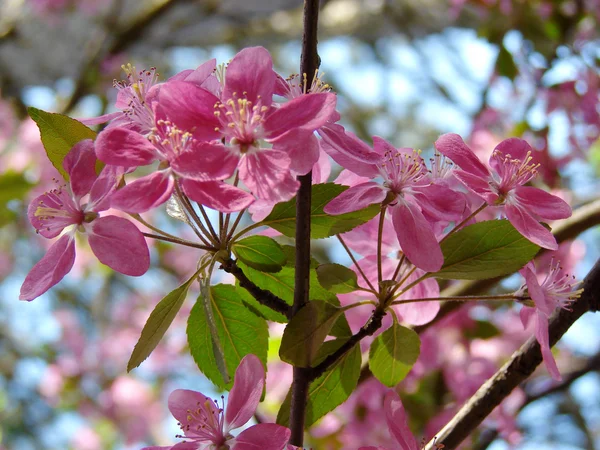 Hermosas flores rosadas de primavera —  Fotos de Stock