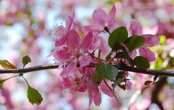 Schöne rosa Frühlingsblumen — Stockfoto