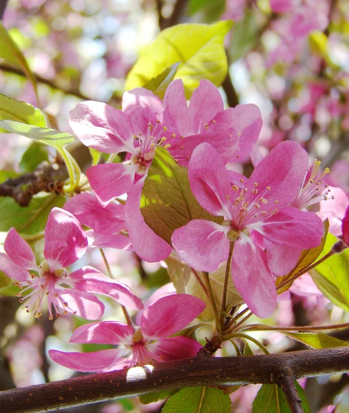 美しいピンクの春の花 — ストック写真