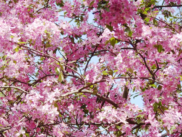 Mooie roze Lentebloemen — Stockfoto