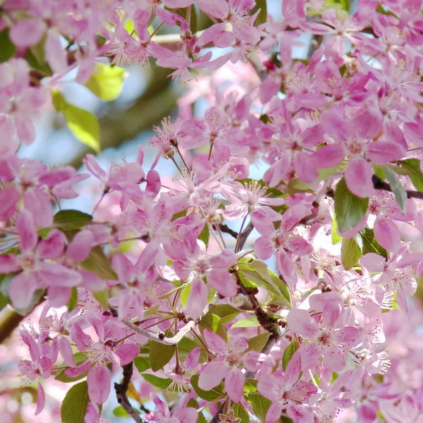 Красиві рожеві весняні квіти — стокове фото