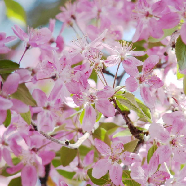 Красиві рожеві весняні квіти — стокове фото