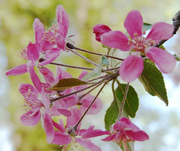 Vacker rosa vårblommor — Stockfoto