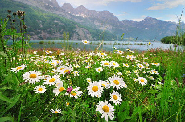 Цветы ромашки у Альпийского озера
