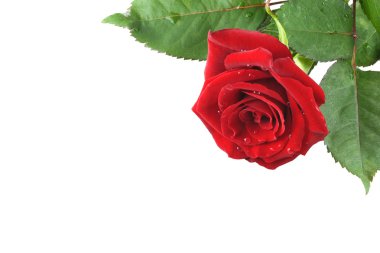 Red rose background clipart