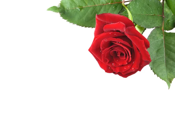 Červená růže pozadí — Stock fotografie