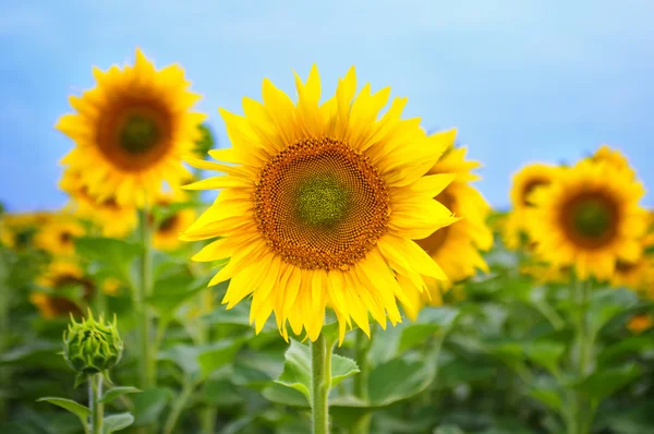 Slunečnice v poli, přední pohled — Stock fotografie