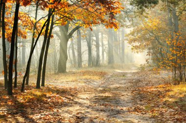 Morning in the autumn forest clipart