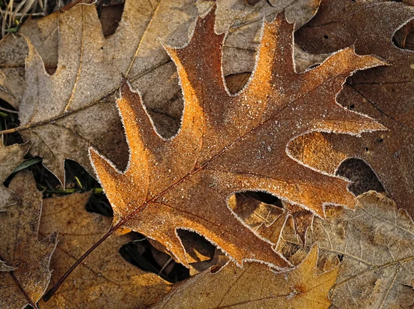 Замороженные листья — стоковое фото