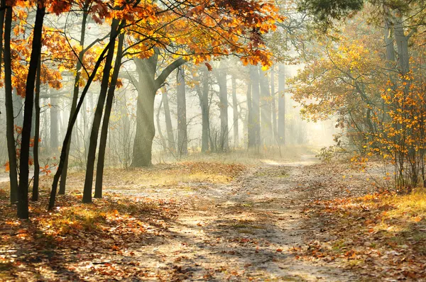 Morning in the autumn forest — Stock Photo, Image
