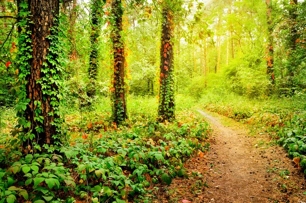 Bela trilha na floresta — Fotografia de Stock
