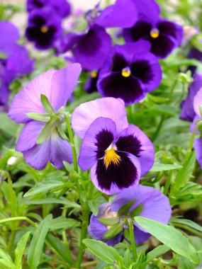 Violets in the garden clipart