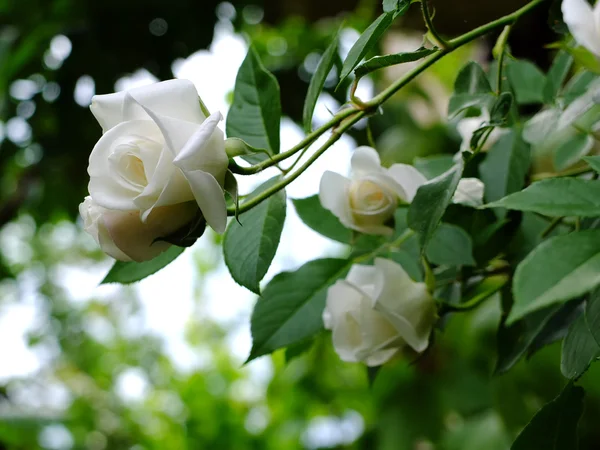 Białe róże Obraz Stockowy