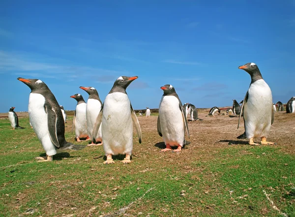 Колониальные пингвины — стоковое фото