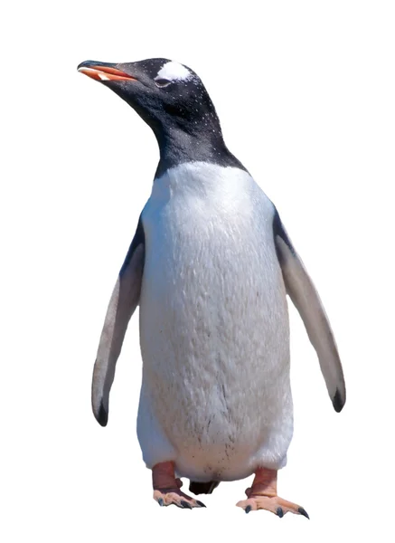 Pingüino gentoo aislado con camino de recorte — Foto de Stock
