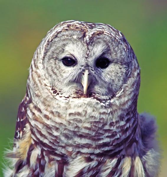 Grey Owl — Stock Photo, Image