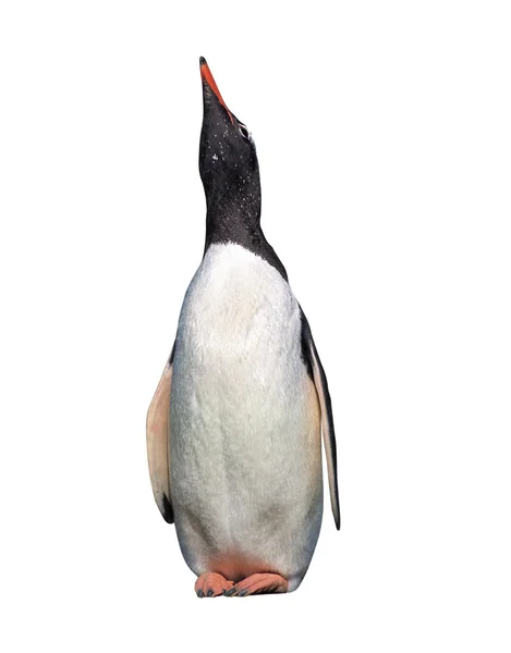 Pinguim gentoo isolado — Fotografia de Stock