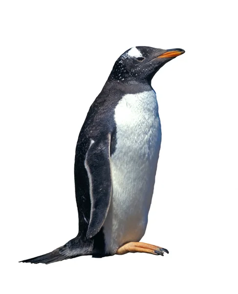 Izole gentoo pengueni — Stok fotoğraf