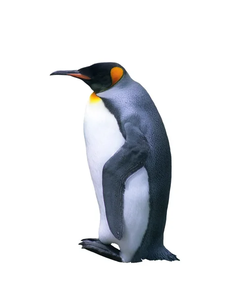Pingwin Cesarski na białym tle — Zdjęcie stockowe