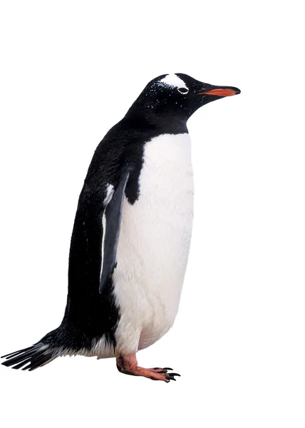 Na białym tle gentoo pingwina — Zdjęcie stockowe