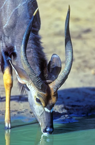 Kudu na waterhole — Zdjęcie stockowe