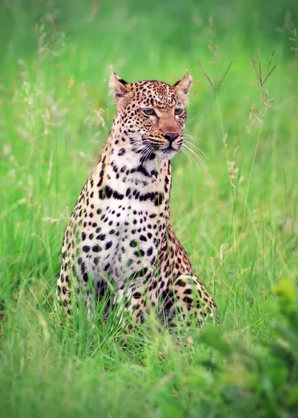 Leopardo na grama — Fotografia de Stock