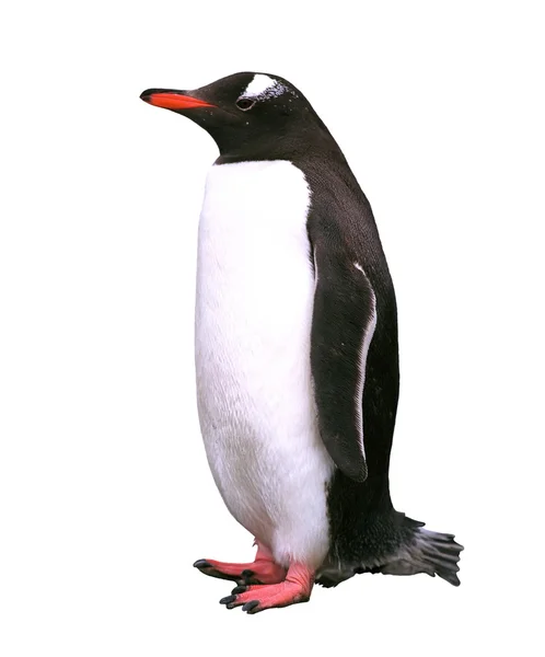 孤立的巴布亚企鹅 — 图库照片